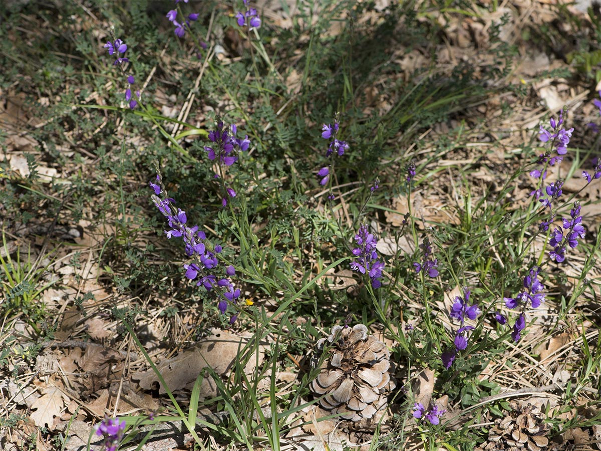 Polygala nicaeensis